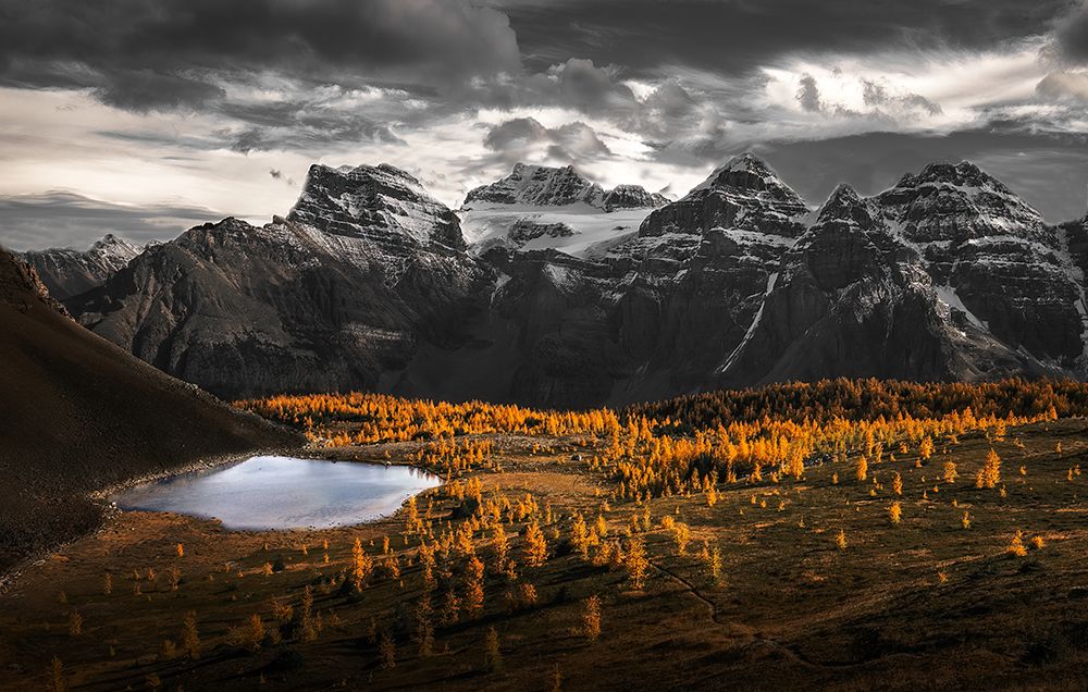 A Burst Of Gold In Larch Valley art print by May G for $57.95 CAD