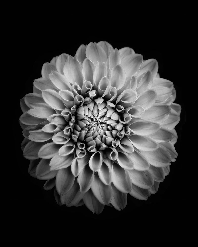 Marigold art print by Alex Zhao for $57.95 CAD