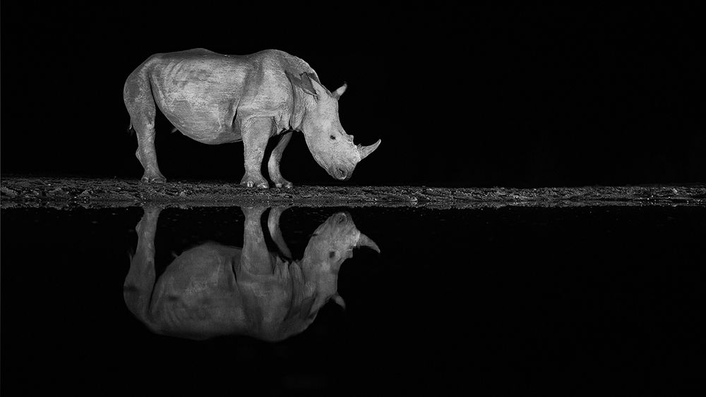 Rhino at night art print by Joan Gil Raga for $57.95 CAD