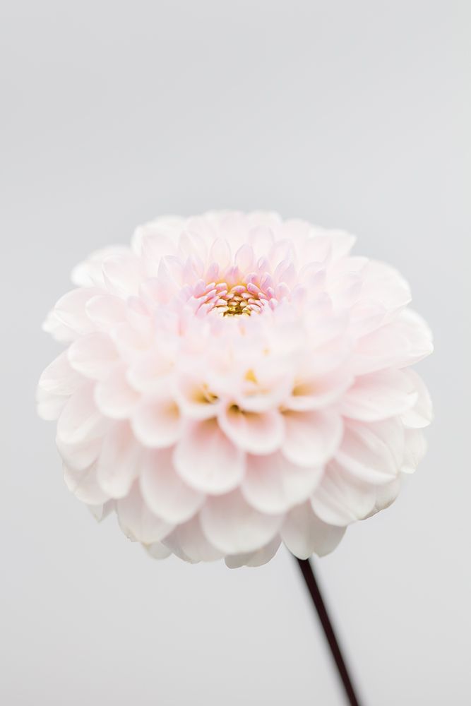 Pink Flower No3 art print by 1x Studio III for $57.95 CAD