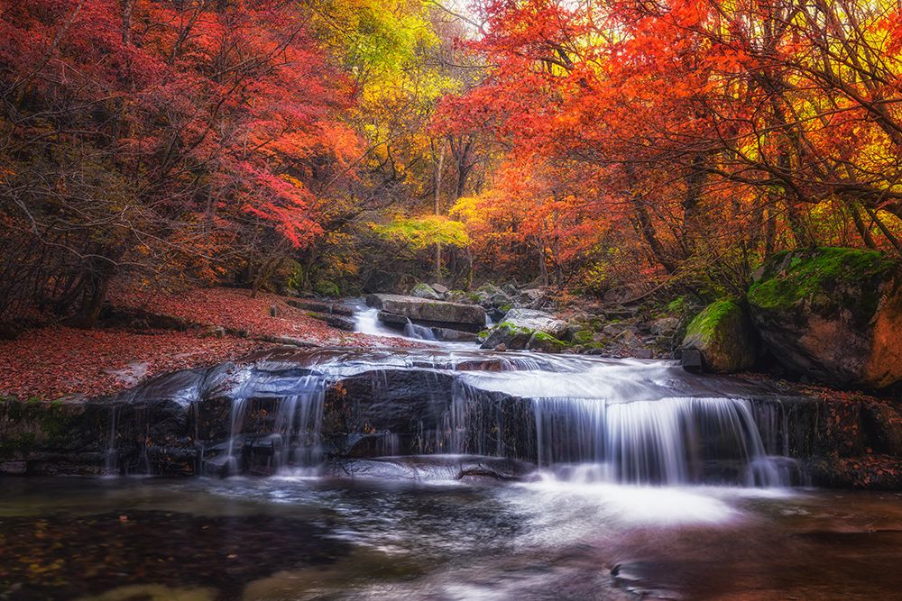 Autumn Fall art print by Tiger Seo for $57.95 CAD