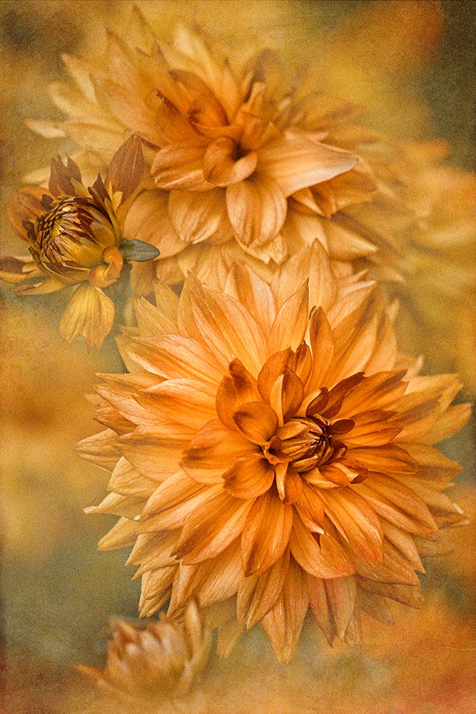 GOLDEN GLOW art print by Jacky Parker for $57.95 CAD