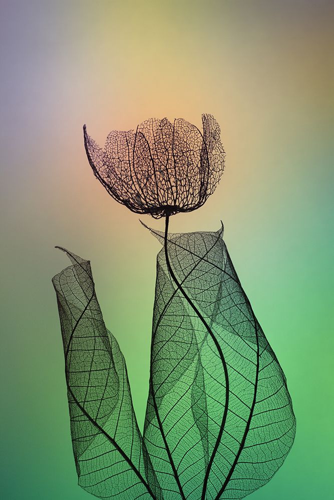 Limber art print by Shihya Kowatari for $57.95 CAD