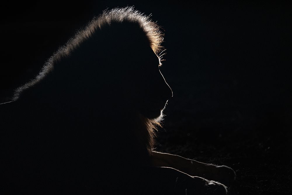 Lion silhouette art print by Joan Gil Raga for $57.95 CAD