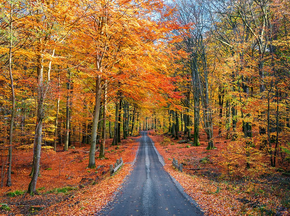 Road into autumn art print by Christian Lindsten for $57.95 CAD