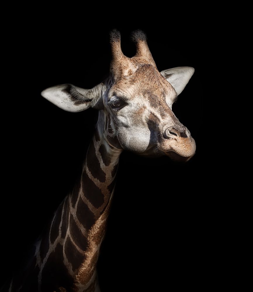 Giraffe in low key art print by Helena Garcia for $57.95 CAD