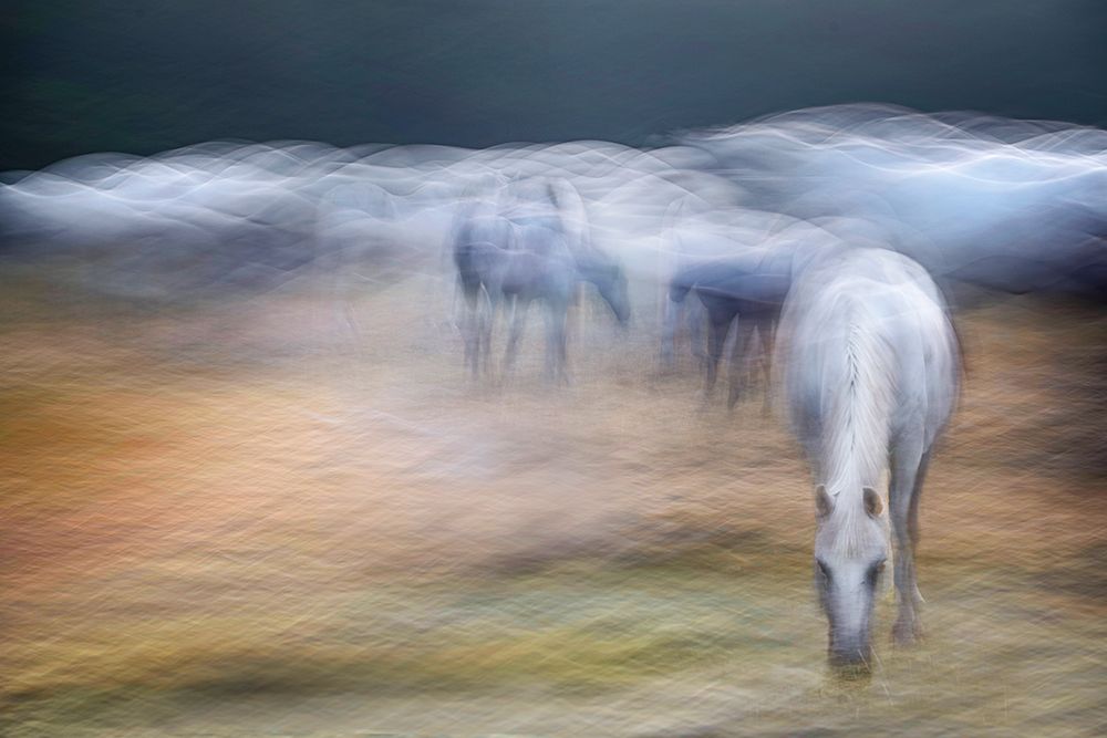 On the pasture art print by Milan Malovrh for $57.95 CAD