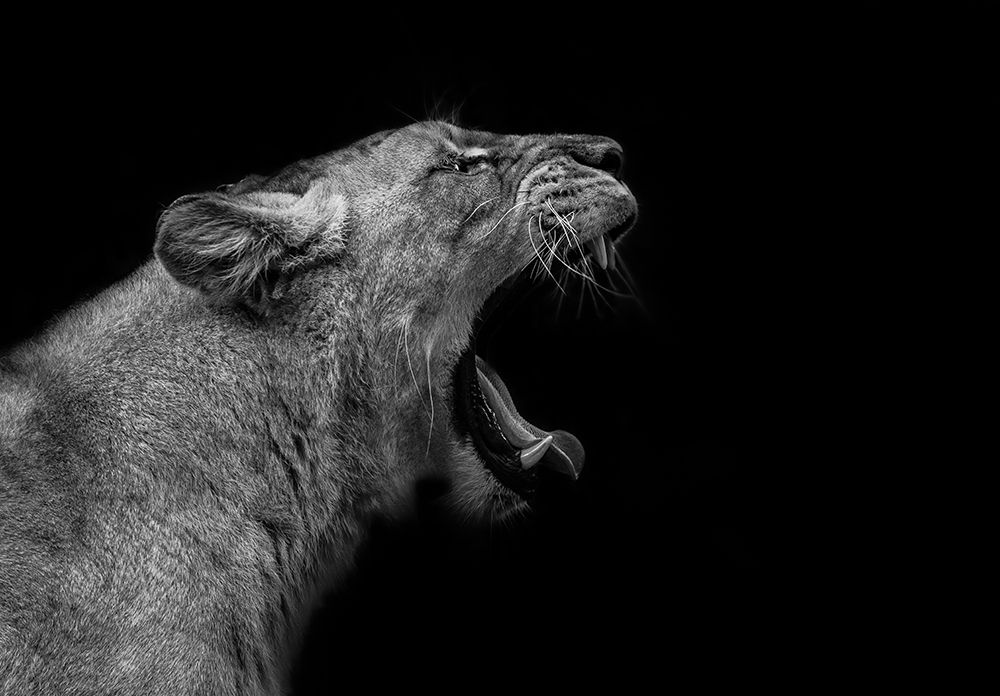 Lioness In Low Key art print by Nauzet Baez Photography for $57.95 CAD