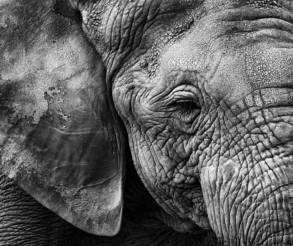 Elephant Skin art print by Helena Garcia for $57.95 CAD