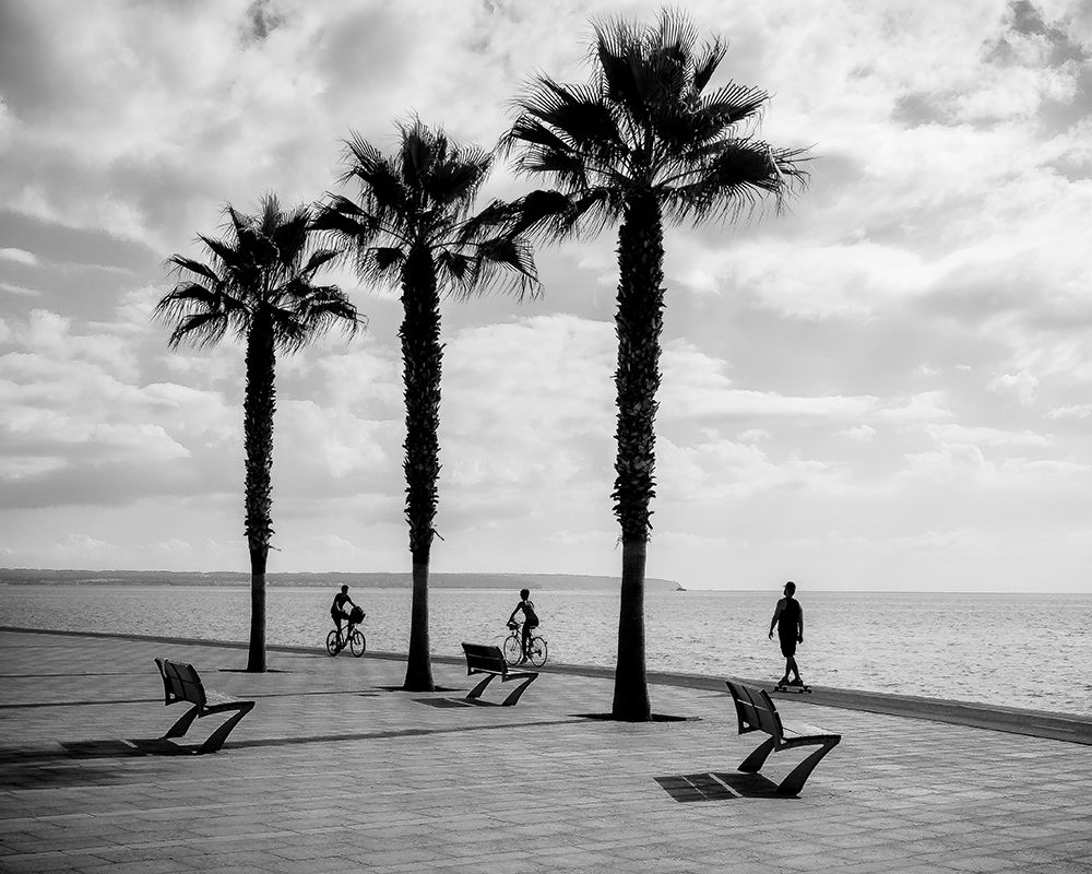 3 Palm Trees art print by Friedemann Pracht for $57.95 CAD
