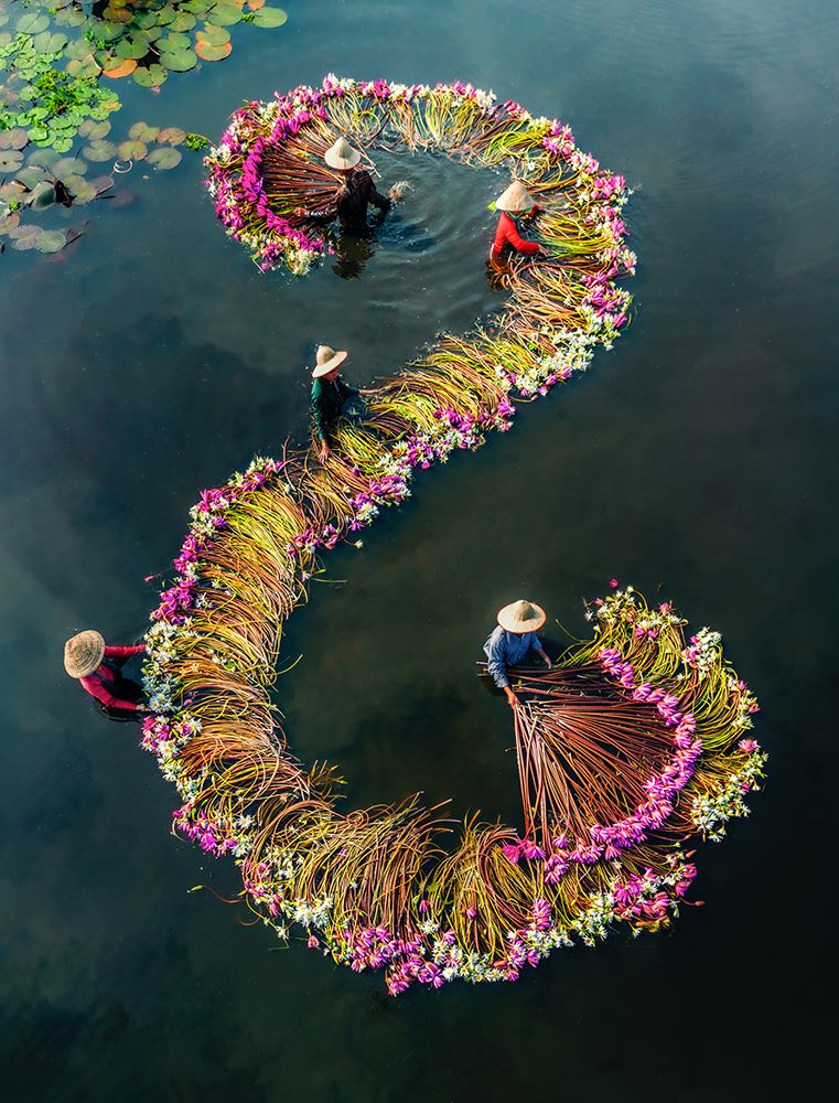 Harvesting water lilies v15 art print by Nguyen Tan Tuan for $57.95 CAD