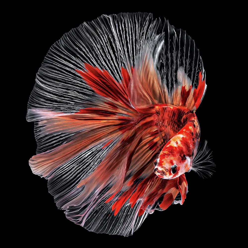 Betta Fish art print by Edy Pamungkas for $57.95 CAD