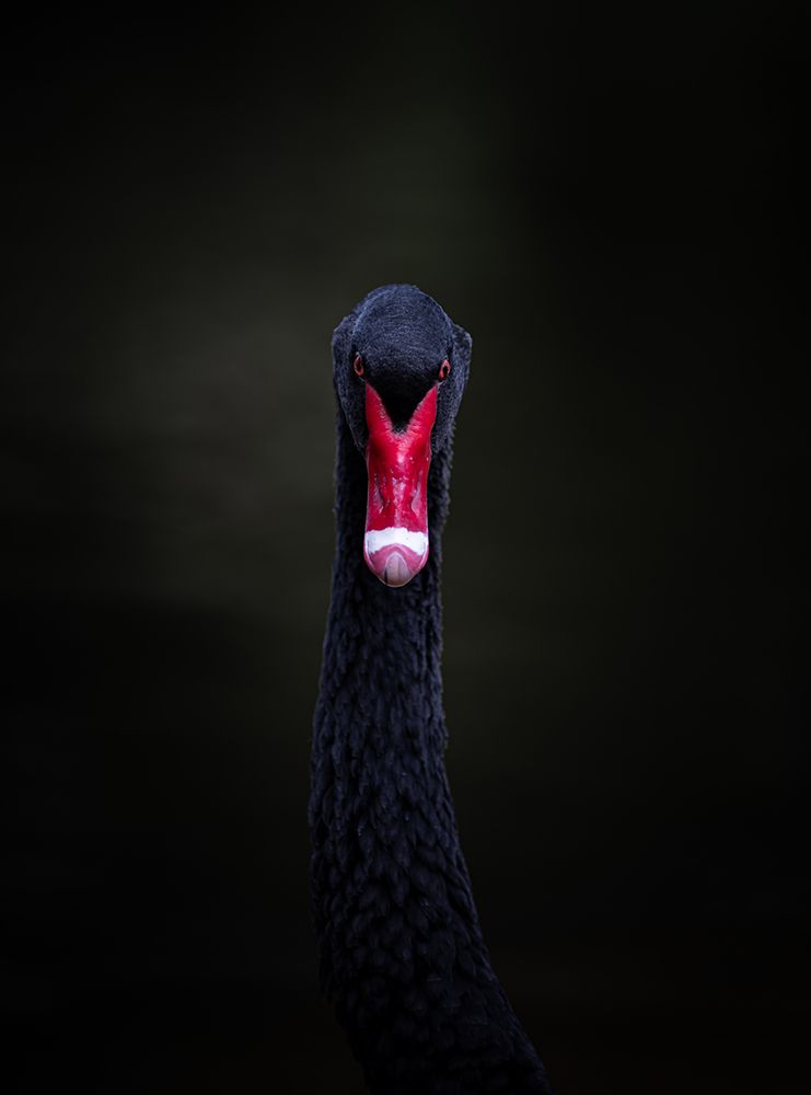 Portrait Of A Black Swan art print by Julie Tennant for $57.95 CAD