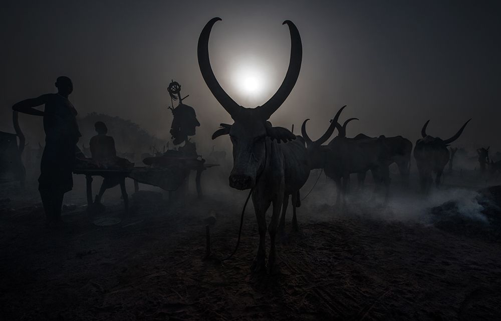 At a Mundari cattle camp - South Sudan art print by Joxe Inazio Kuesta for $57.95 CAD