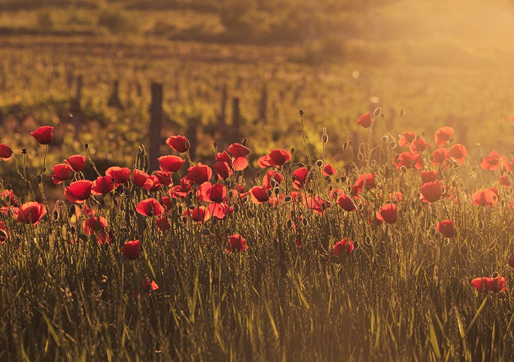 Sunkissed poppy field art print by Aleksandra Kiryakova for $57.95 CAD