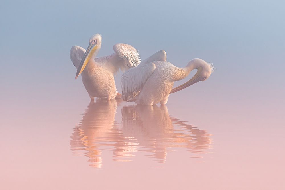 Two Pelicans art print by Natalia Rublina for $57.95 CAD