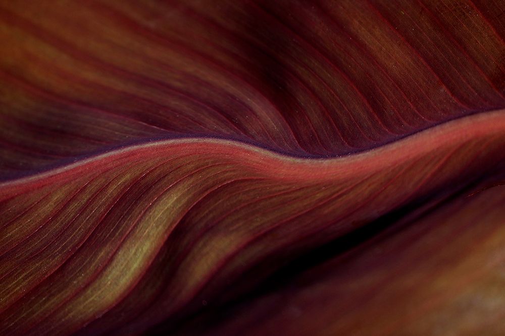 The Red Desert Dunes art print by Robin Wechsler for $57.95 CAD