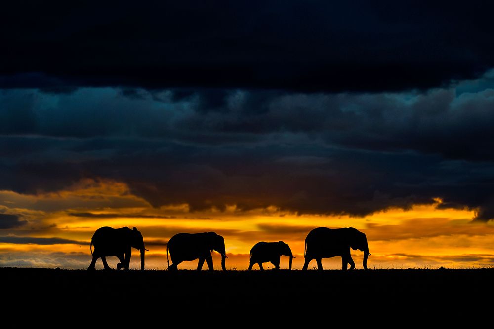 Elephants at dusk art print by Xavier Ortega for $57.95 CAD