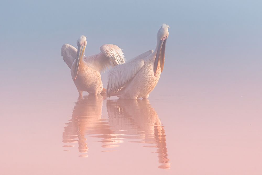 Two Pelicans art print by Natalia Rublina for $57.95 CAD