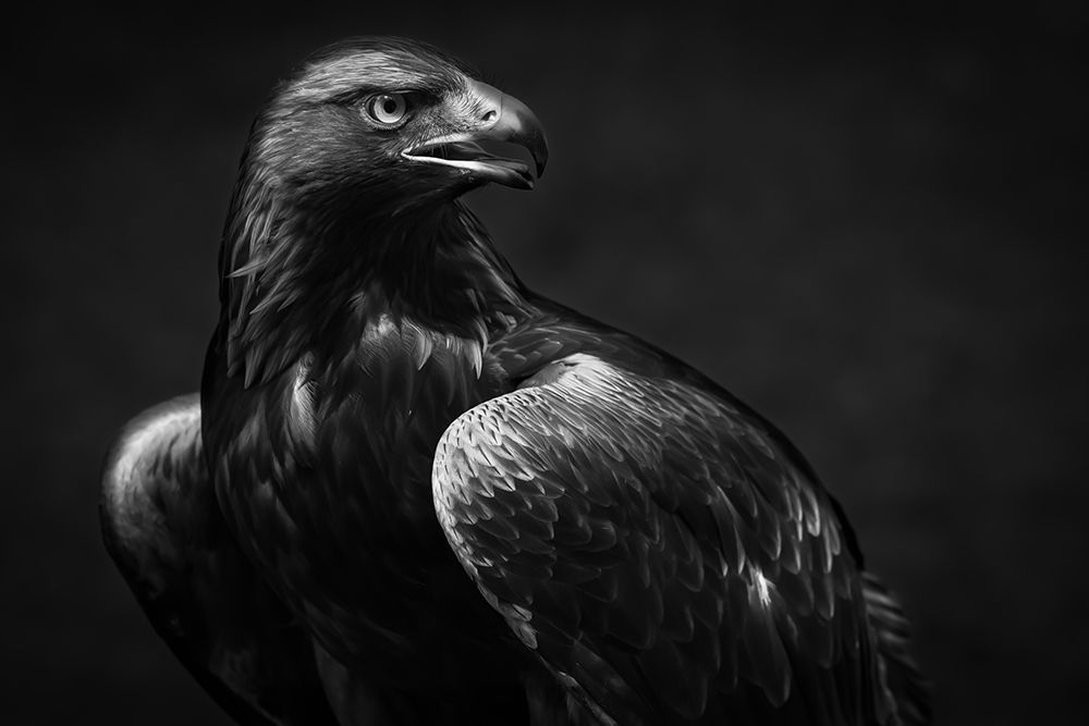 Golden Eagle art print by Andreas Krinke for $57.95 CAD