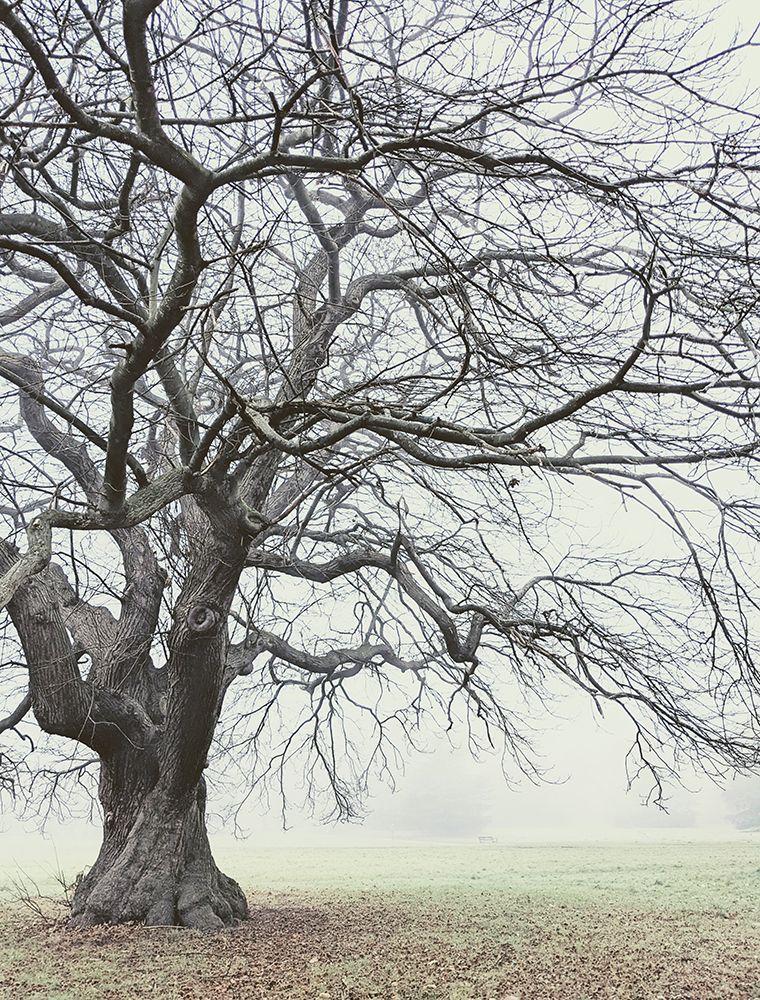 Field And Fog art print by Elizabeth Allen for $57.95 CAD