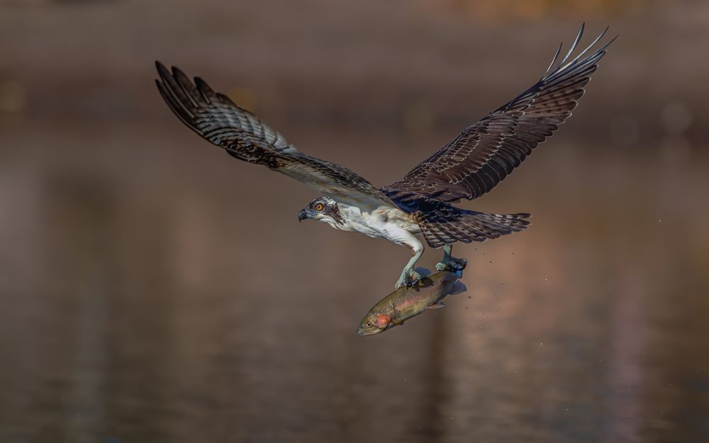 Osprey and fish art print by Johnson Huang for $57.95 CAD