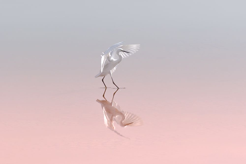 Little Egret art print by Natalia Rublina for $57.95 CAD