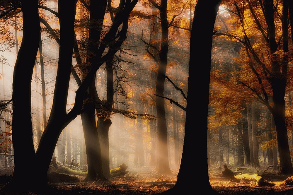 Autumn Light art print by Jan Paul Kraaij for $57.95 CAD