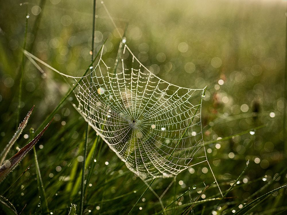 Cobweb and dew no. 2 art print by Roman Chudas for $57.95 CAD