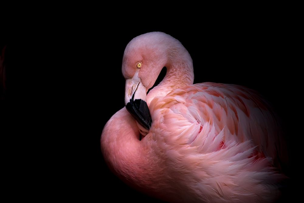 Flamingo in the Dark art print by Natalia Rublina for $57.95 CAD