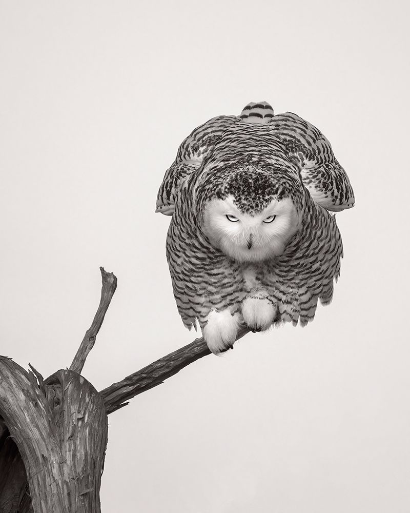 Unusual pose art print by Ti Wang for $57.95 CAD