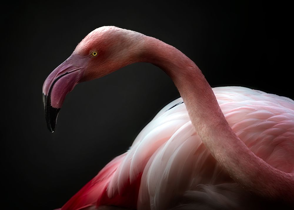 Flamingo Portrait art print by Santiago Pascual Buye for $57.95 CAD