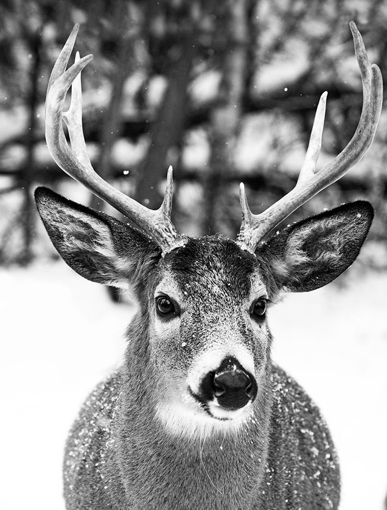 Winter Deer art print by Mircea Costina for $57.95 CAD