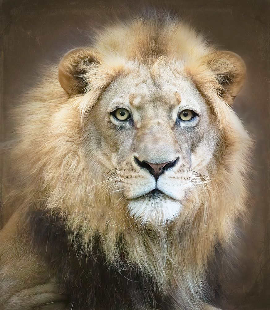 Portrait Of A Young Male Lion art print by Linda D Lester for $57.95 CAD