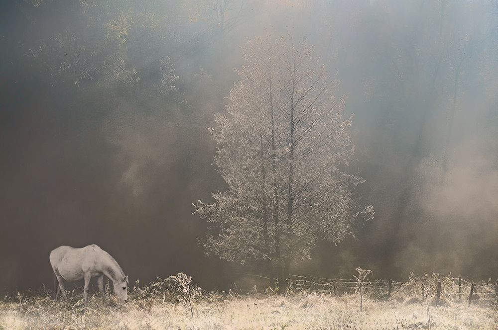 A frosty new day art print by Lou Urlings for $57.95 CAD