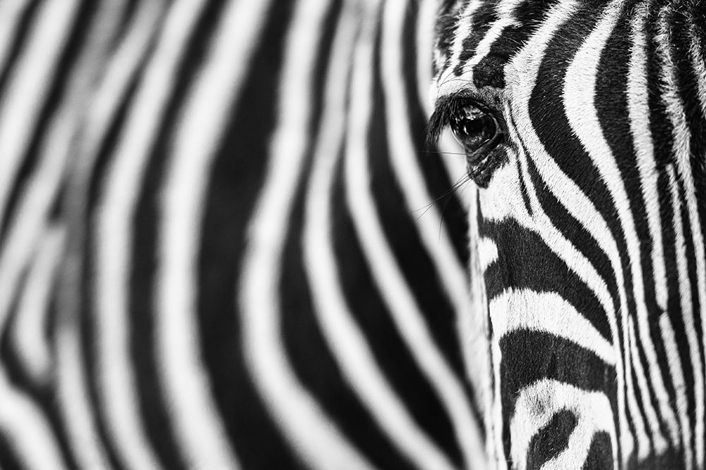Zebra Stripes art print by Richard Guijt for $57.95 CAD