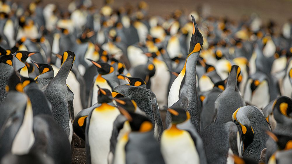 King penguin colony art print by Joan Gil Raga for $57.95 CAD