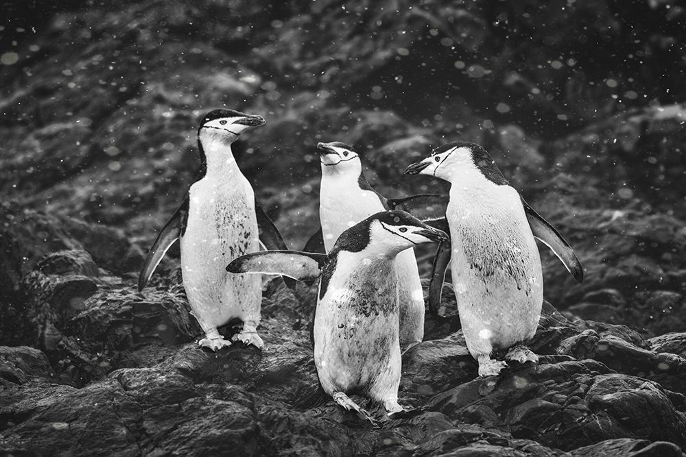 Happy Penguins in Heavy Snow art print by Siyu and Wei for $57.95 CAD