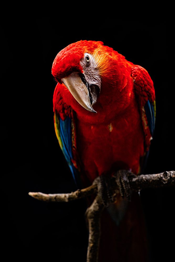 Portrait Of Scarlet Macaw art print by Andi Halil for $57.95 CAD