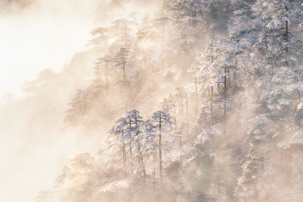 Pinus taiwanensis in the clouds. art print by Yuan Cui for $57.95 CAD
