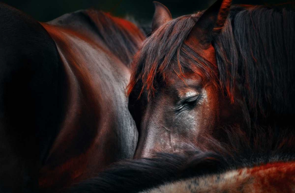 Sleep Huddle art print by Martin Stantchev for $57.95 CAD