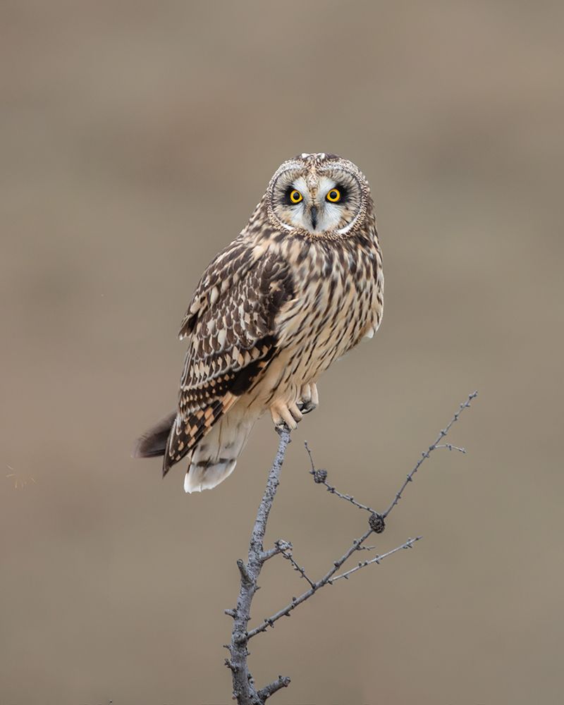 Short-Eared Owl art print by Donald Luo for $57.95 CAD