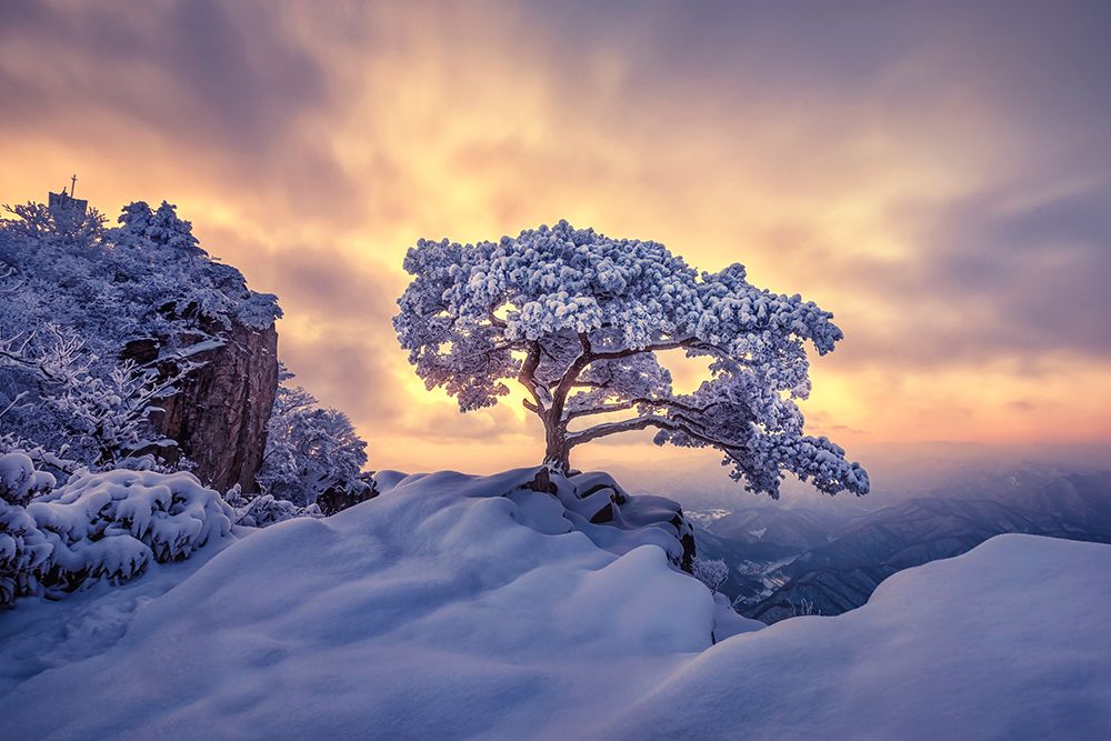 Pine tree on the rock art print by Tiger Seo for $57.95 CAD