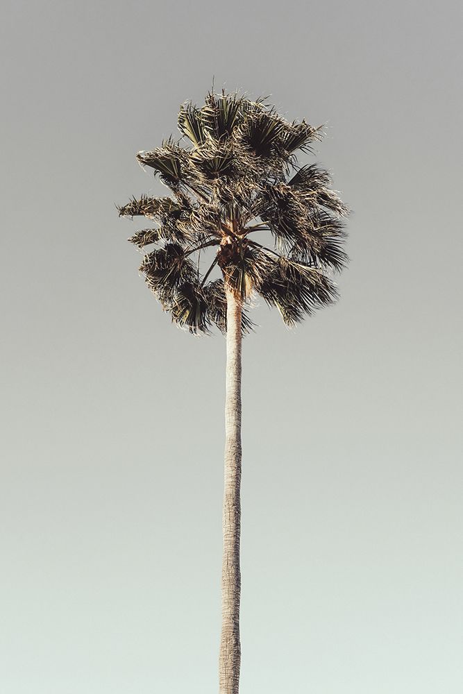 Palm_001 art print by 1x Studio III for $57.95 CAD