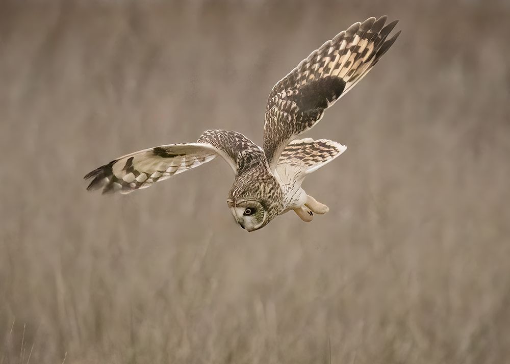 Short-eared Owl art print by Tony Xu for $57.95 CAD