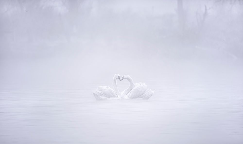 Love In The Foggy Morning art print by Joan Zhang for $57.95 CAD