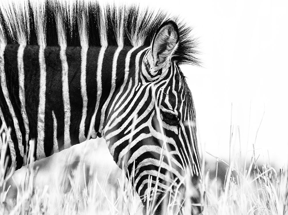 Fashionable Black And White art print by Silvia Dinca for $57.95 CAD