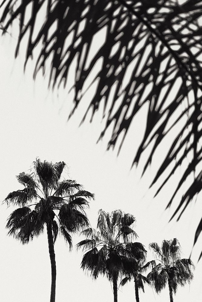 Palm_006 art print by 1x Studio III for $57.95 CAD