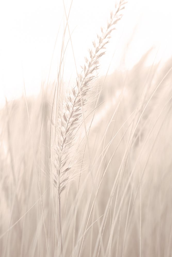 Grass_001 art print by 1x Studio III for $57.95 CAD