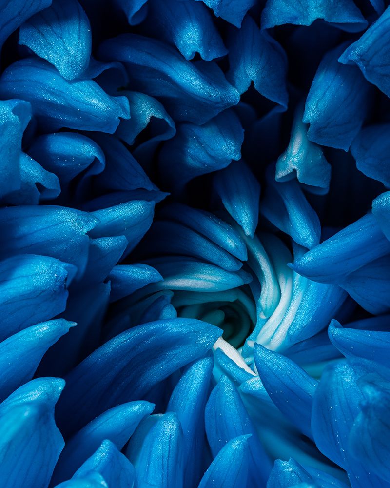 Blue chrysanthemum art print by Konstantin Morozov for $57.95 CAD